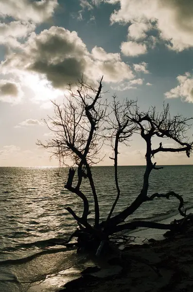 Mrtvý Strom Moři — Stock fotografie