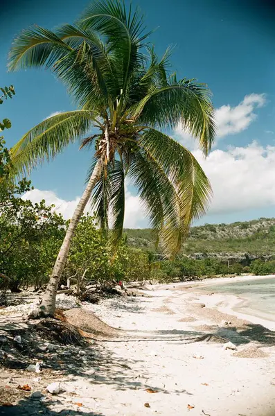 Красивый Тропический Пейзаж Пальмой Голубым Небом — стоковое фото