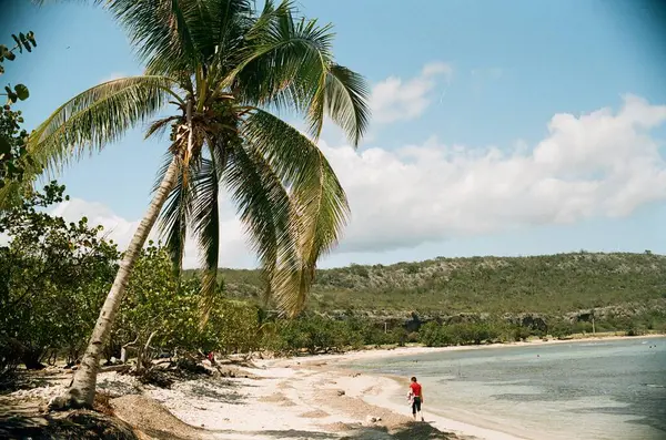 ヤシの木が付いているビーチの眺め — ストック写真