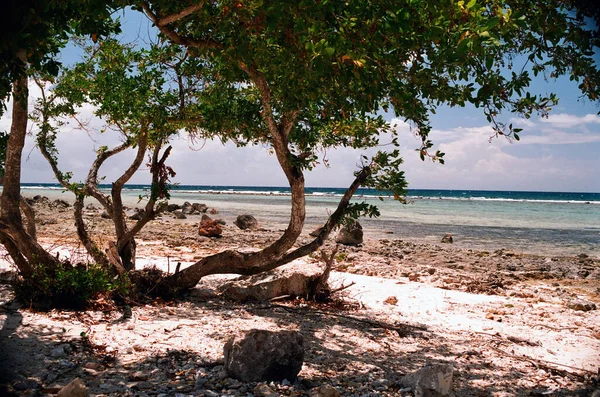 Eine Schöne Aufnahme Eines Baumes Mitten Meer — Stockfoto