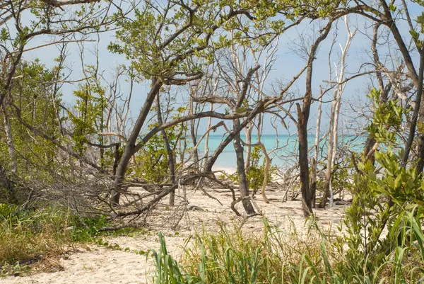 Playa Del Mar Del Caribe México Caribe — Foto de Stock