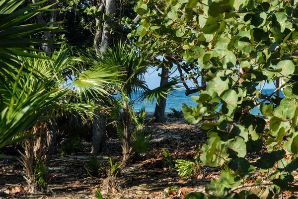 stock image tropical beach with palm trees