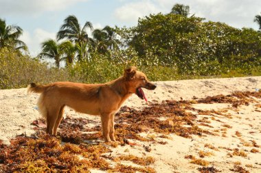 Köpek parkta yürüyor.