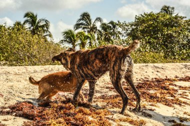 St. Thomas, St. Thomas, ABD 'deki Karayip Denizi' nde bir köpekle oynayan bir çift.
