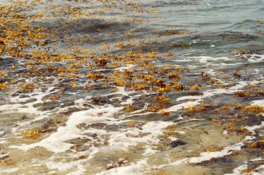 Pasifik Okyanusu kıyısındaki deniz yosunu.