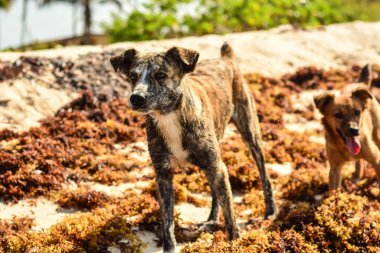 Kumsalda yürüyen sevimli köpek.