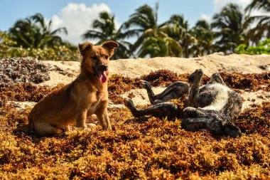 Ormanda iki köpek ve siyah köpek