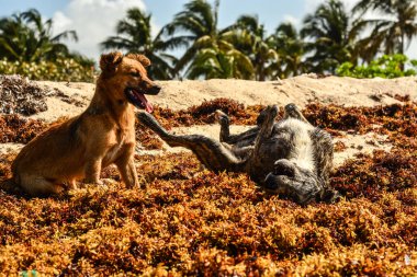 Bir köpek parkta köpeğiyle oynuyor.