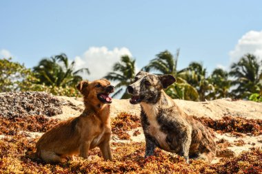 Köpek ve köpek sahilde..