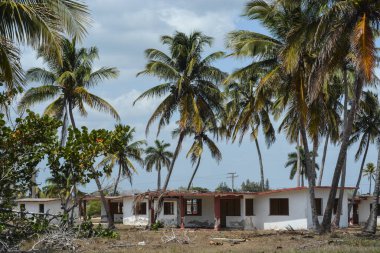 palmiye ağaçları Dominik Cumhuriyeti.