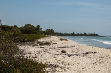 Palmiye ağaçları, deniz, kum ve mavi gökyüzü olan güzel sahil..