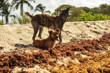 Köpek ve köpek Tayland 'da bir sahilde, koh samui adasında