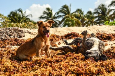Kumsalda köpeği olan bir köpek.