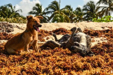 Bir sürü köpeği olan köpek.