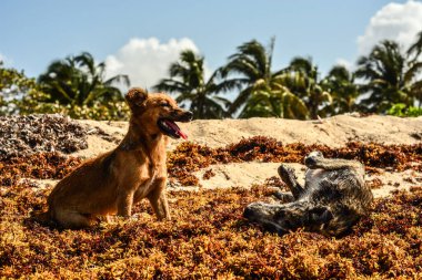 maymun ve köpek sahilde oynuyorlar.