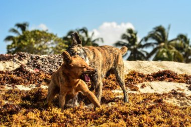 Kumsaldaki sevimli kahverengi bir köpeğin yakın plan fotoğrafı.