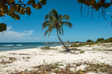 palmiye ağacı ve tropikal deniz