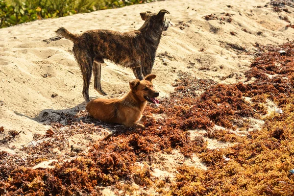 Zwei Hunde Strand — Stockfoto