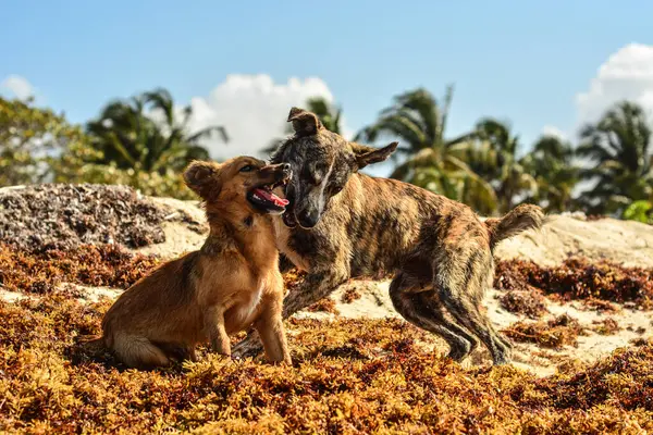 Två Hundar Stranden — Stockfoto