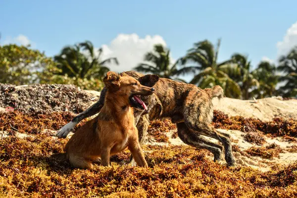 Köpek ve köpekler sabah parkta oynuyorlar.