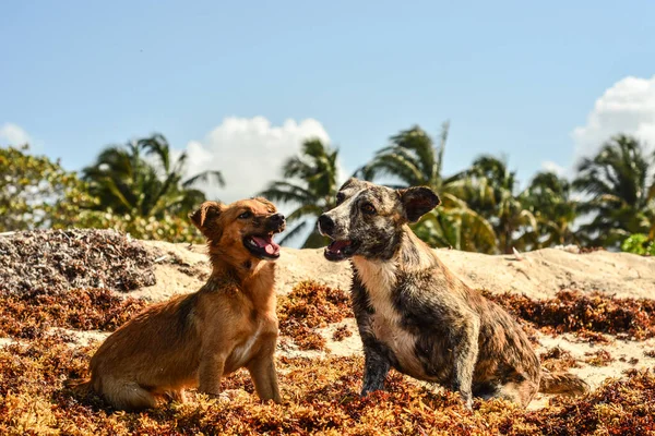 Köpek ve köpek sahilde..