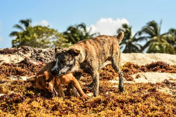 Kumsaldaki köpekler.