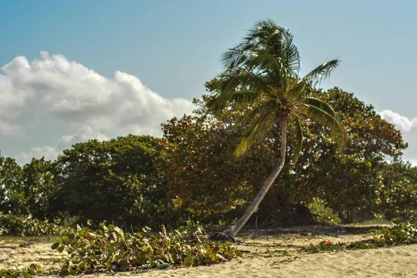 カリブ海のココナッツの木 — ストック写真