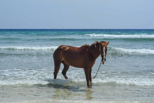 Belo Cavalo Vermelho Mar Mediterrâneo — Fotografia de Stock