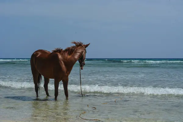 Cavalo Com Cavalo Marrom Praia Arenosa — Fotografia de Stock
