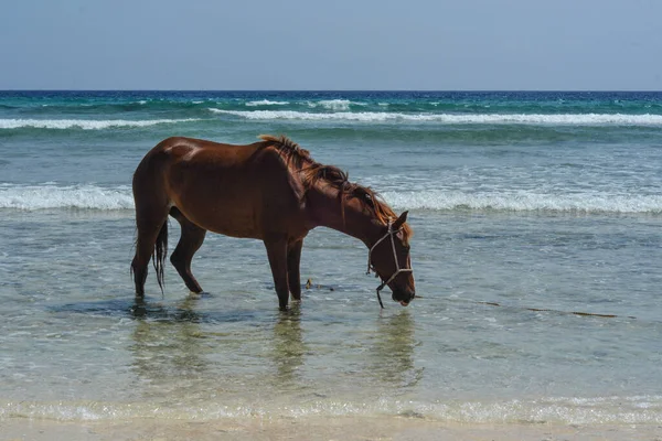 Cavalo Marrom Mar — Fotografia de Stock