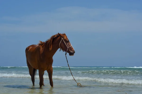 Caballo Joven Está Caminando Una Playa Día Soleado Caliente — Foto de Stock