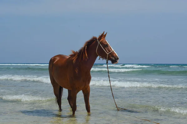 Caballo Marrón Playa — Foto de Stock