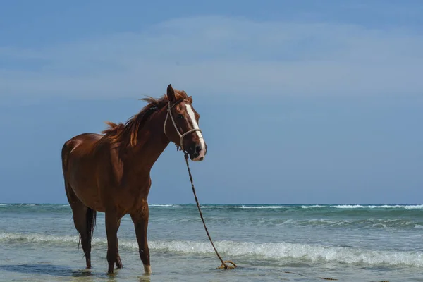 Häst Vid Havet — Stockfoto