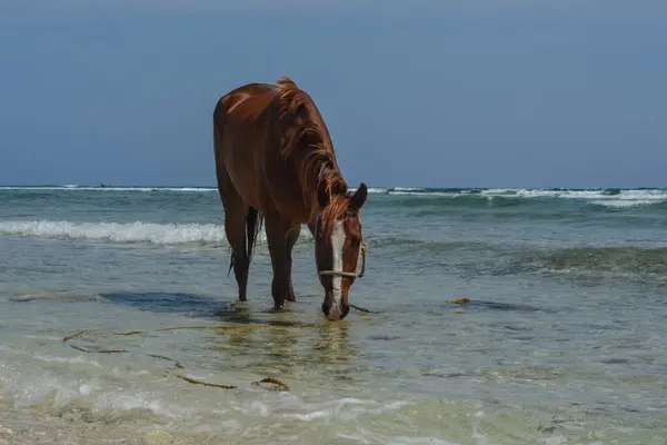 Cheval Sur Rivage Sablonneux Mer — Photo