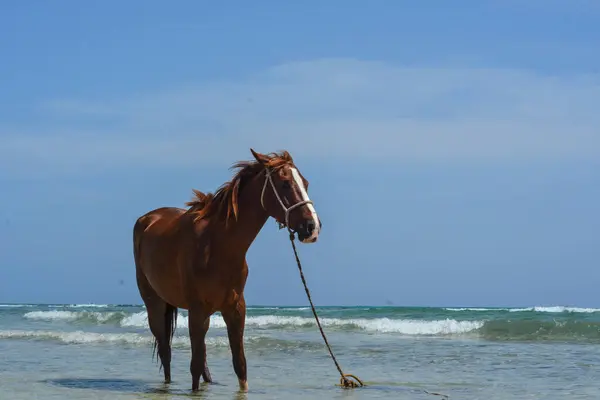 Häst Havet — Stockfoto