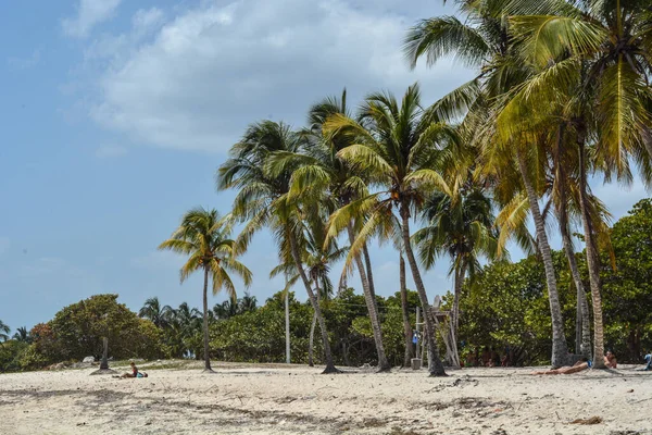 Пальмы Тропическом Пляже — стоковое фото