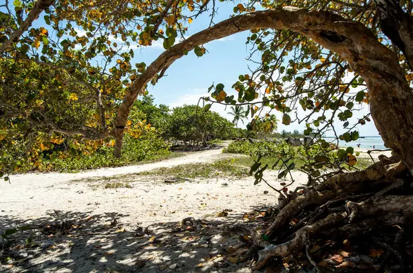 黄大仙岛上的热带树木及沙滩 — 图库照片