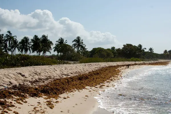 Playa Tropical Mar Caribe — Foto de Stock