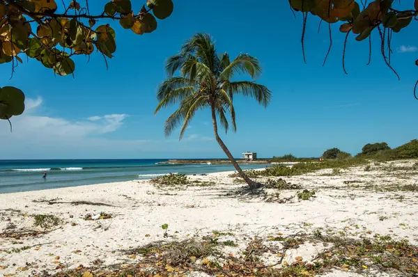 palmiye ağacı ve tropikal deniz