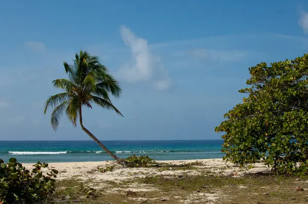 Tropical Palm Tree Beach — Stock Photo, Image