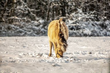 Kırmızı at karlı bir ormanda yürüyor.