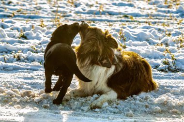 Karda iki köpek