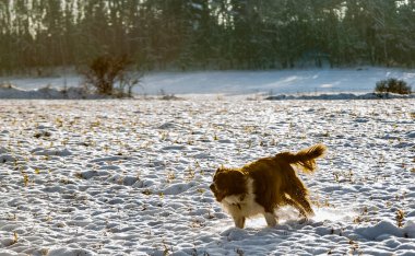 Kışın kar yağan köpek. Doğadaki evcil hayvan. Karda evcil köpek.