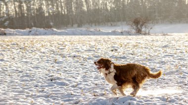 Labrador av köpeği karda koşuyor.