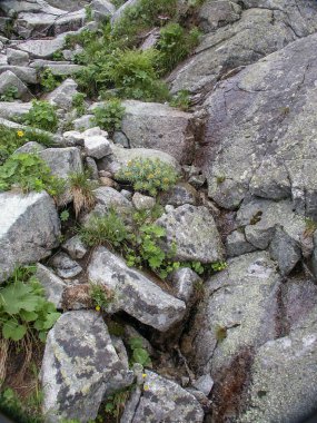 Yosun tutmuş bir taşın güzel bir görüntüsü.