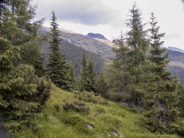 Tatra, Slovakya 'daki dağ ormanı manzarası