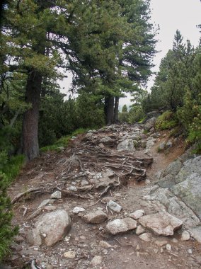 Dağ manzarası. Ormandaki patika.
