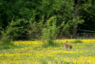 Çiçek tarlasında bir tavşan