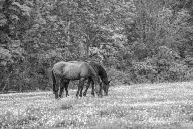 Ormandaki atların gri pulu. siyah beyaz fotoğraf