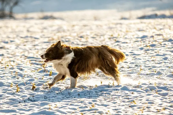 Dog Running Snow — Stock Photo, Image